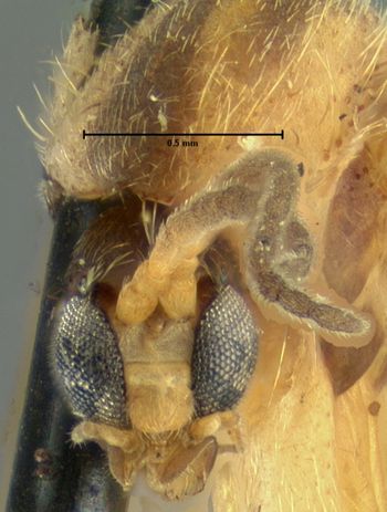 Media type: image;   Entomology 27263 Aspect: head frontal view